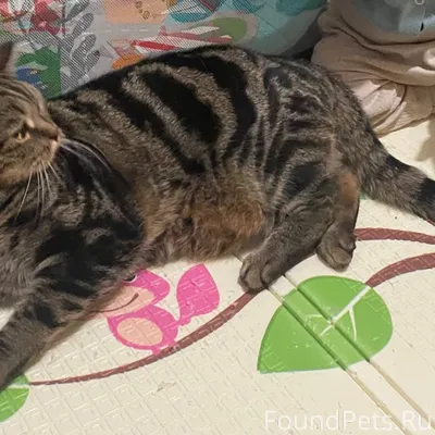 Здравствуйте, пропал кот 12.12...