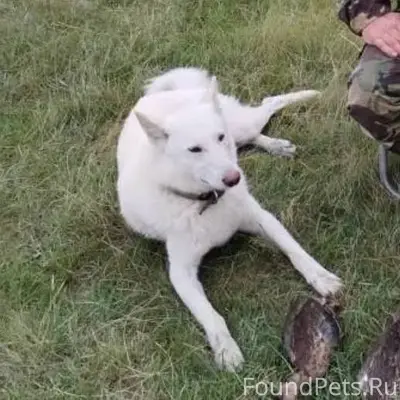 Потерялась собака в районе гео...