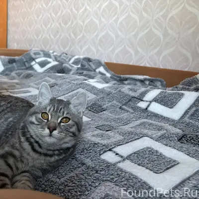 #потерялось_животное_Шадринск ...