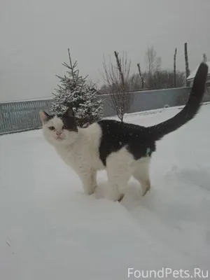 📌ПРОПАЛ КОТ!📌 · Когда пропал.....