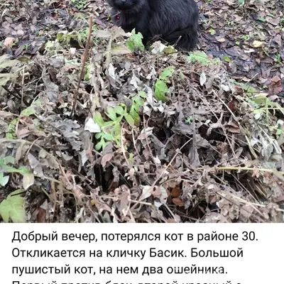 Vk.ru/wall-20078871_4617041 Пр...