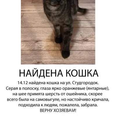 НАЙДЕНА КОШКА! 14.11 на ул...