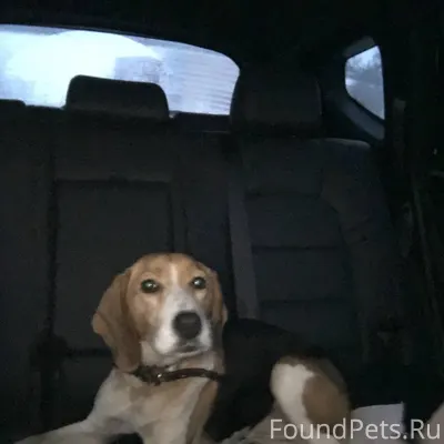 Найдена гончая, в районе аэрод...