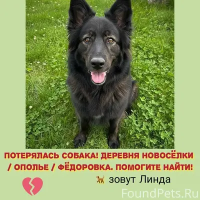 Друзья, срочная помощь! Пропал...