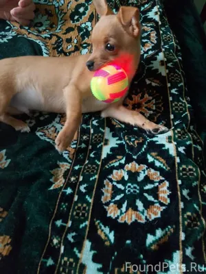 Потерялся щенок у стадиона на ...