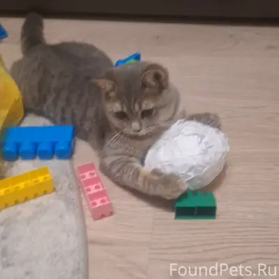 Пропал кот🚨!!!!Выпустили вчера...