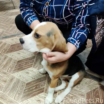 На почту в Стародубе прибился ...