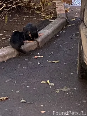 🆘 🆘 🆘 Срочно нужна передержка....