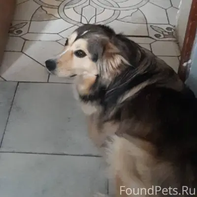 ПРОПАЛА СОБАКА ПОЖАЛУЙСТА, ПОМ...