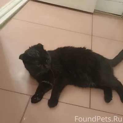 Год назад пропал кот, любимчик...