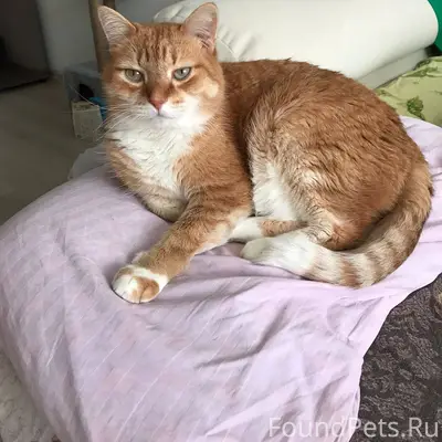 ПРОПАЛ РЫЖИЙ КОТ! · Кличка: ПЕ...