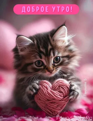 🌞🐈🌞Доброе утро от Петрухи❤️ Пе...