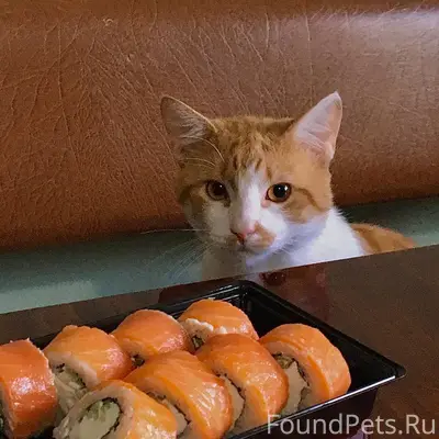 ПРОПАЛ КОТ❗️❗️❗️ Около 5 дней ...