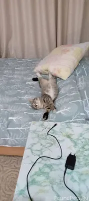 Может кому нужен кот? с виду.....