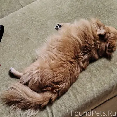 Убежала собака шпиц в районе п...