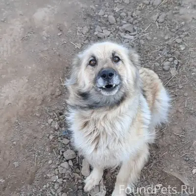 Здравствуйте. Пропали 2 собаки...