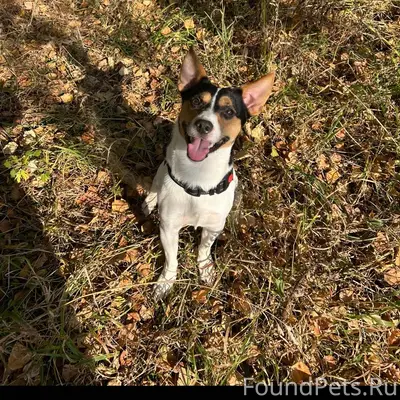 ПРОПАЛА СОБАКА‼️‼️‼️ Кличка-Ри...