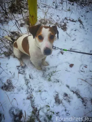 Убежал пёс, в Струнино, Джек Р...