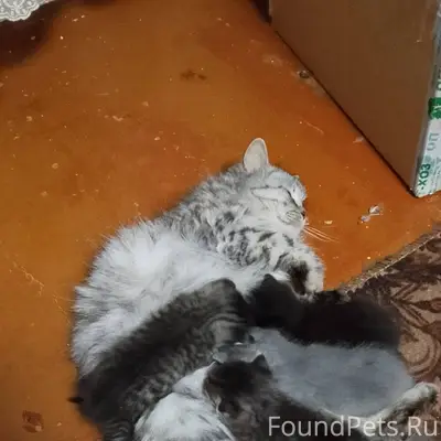 Пропала кошка по улице Б.Перши...