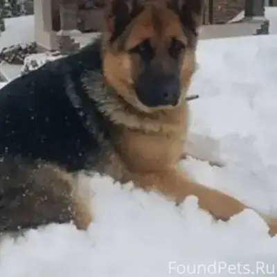 Пропала собака породы немецкая...
