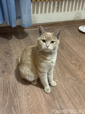 Найдена кошка в районе дома по...