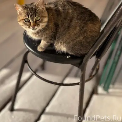 Лукоянов, ул. Короленко. Чья п...