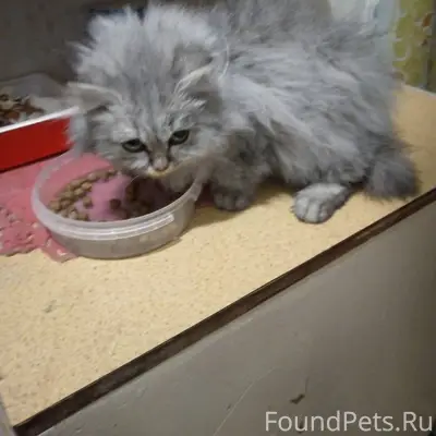 Найден пушистый красивый котен...