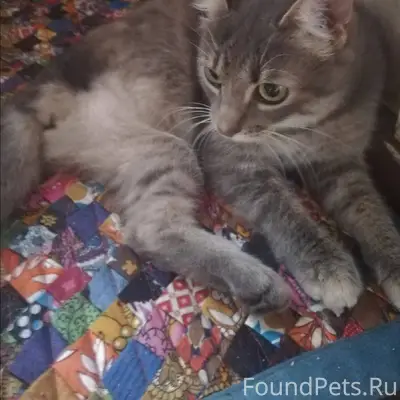 Бобруйск!!!Пропала трёхлапая к...