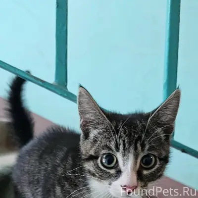 Найден котёнок на Ленина в под...