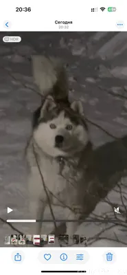 Чья хаски потерялась? Репост!!...