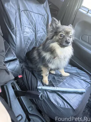 Потерялась собака в районе кир...