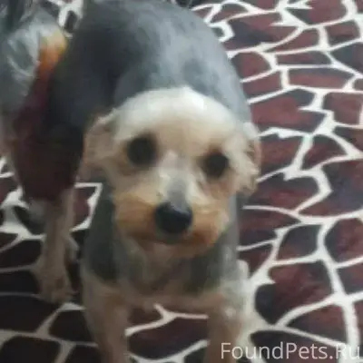 Пропала собака Йоркширский тер...