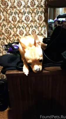 Помогите найти собаку ! Ориент...