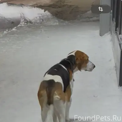 Г. Сургут, помогите 🆘 найти хо...