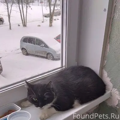 Найден черно белый домашний ко...