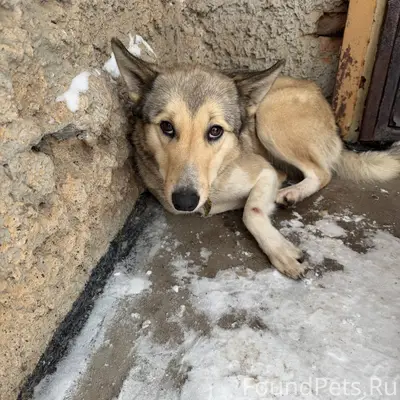 Найдена собака в Салавате, но ...