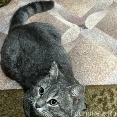 Пропал кот по улице Первомайск...