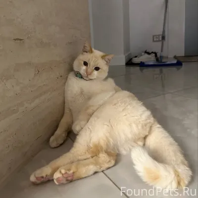 Пропал кот 📍 Район Заднепровье...