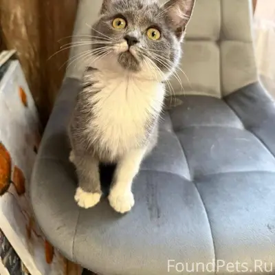 Найдена кошечка, девочка, орие...