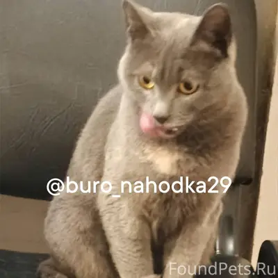 Найдена кошка на автомойке пол...