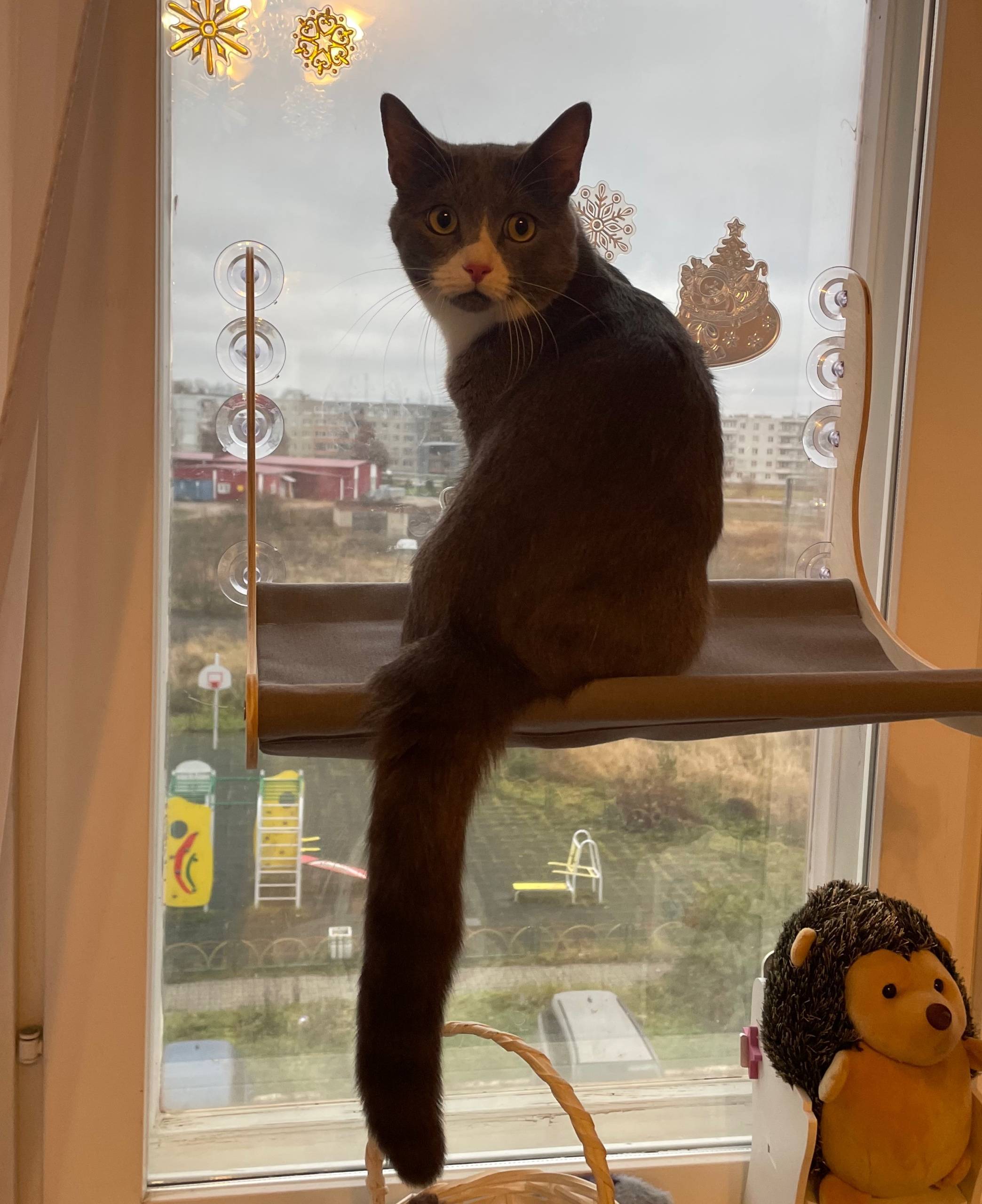 У НАС ПОТЕРЯ! Пропал кот по...