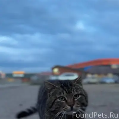 Пропал наш дворовый кот Стёпа....