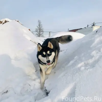 Пропала собака кличка Алтай от...