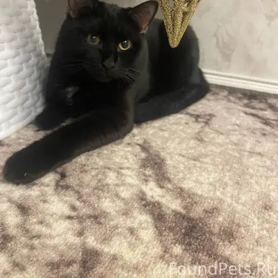 В воскресенье около 22:00 на.....