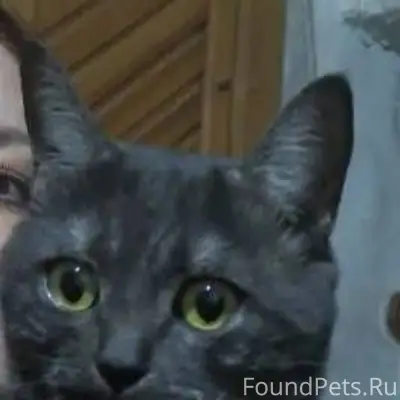 Найден Кот в районе ул.Измайло...