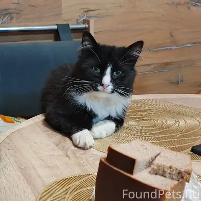 Пропал кот, в Мыза-Ивановке.❗❗...