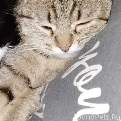 Пропала кошка Даша 2 года.Стер...