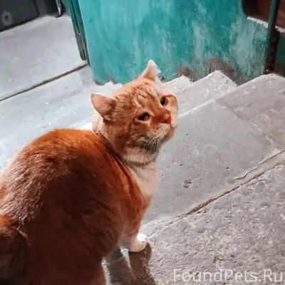 Нашли кота на проспект 40-лет....