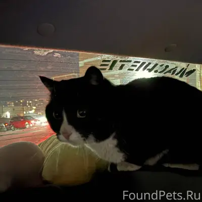 Найдена черная с белым кошка. ...