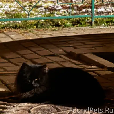 Кошка или кот в районе ул...